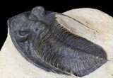 Bargain, Zlichovaspis Trilobite #43460-2